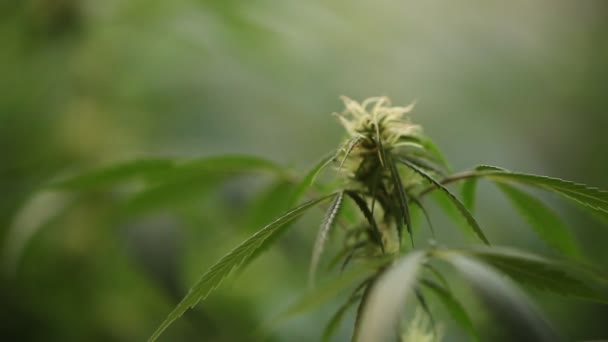 植物在实验室医疗大麻大麻油 — 图库视频影像