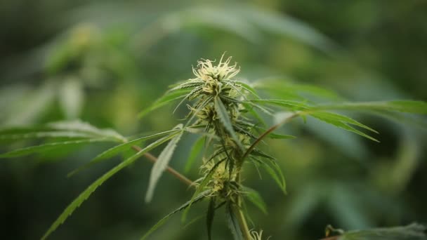 Plant Laboratory Medical Marijuana Cannabis Oil — Stock Video