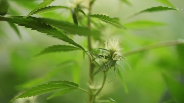 Planta Laboratório Óleo Maconha Medicinal — Vídeo de Stock