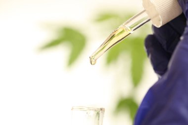 Laboratuvar tıbbi esrar esrar yağda bitki