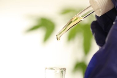 Laboratuvar tıbbi esrar esrar yağda bitki