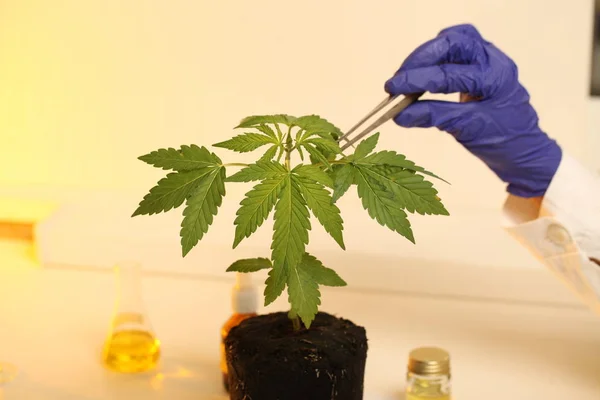 植物在实验室医疗大麻大麻油 — 图库照片