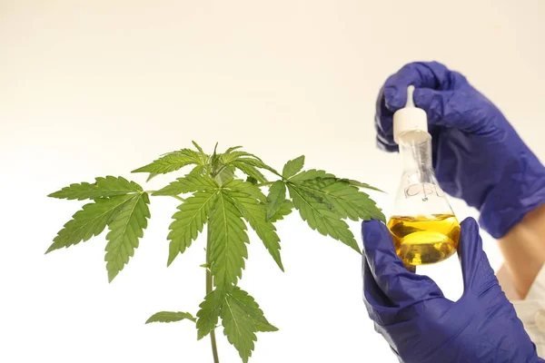 Pflanze Labor Medizinisches Cannabisöl — Stockfoto