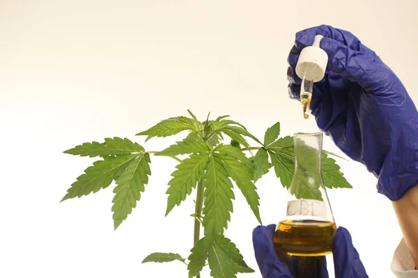 Laboratórium Orvosi Marihuána Kannabisz Olaj Növényi — Stock Fotó