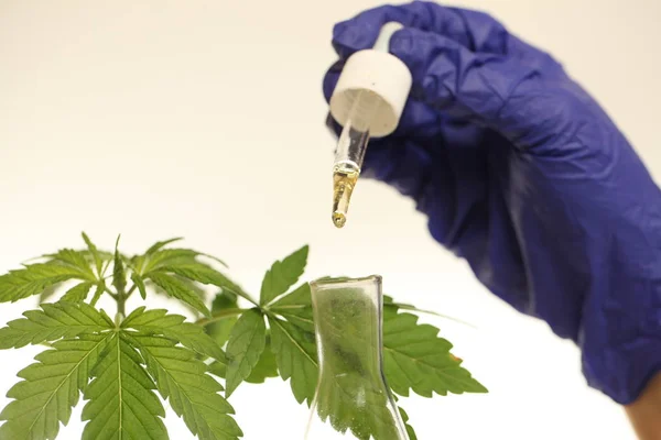Planta Laboratorio Aceite Medicinal Marihuana — Foto de Stock