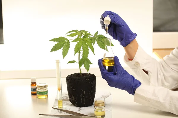 Planta Laboratorio Aceite Medicinal Marihuana — Foto de Stock