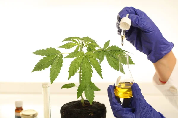 Planta Laboratorio Aceite Medicinal Marihuana — Foto de Stock