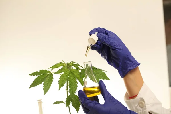 Planta Laboratório Óleo Maconha Medicinal — Fotografia de Stock