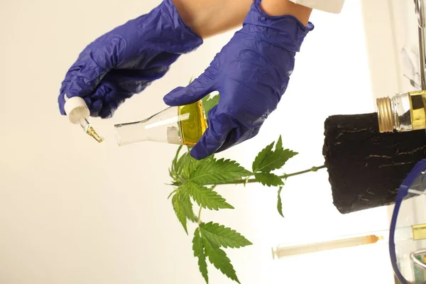 Planta Laboratorio Aceite Medicinal Marihuana — Foto de Stock