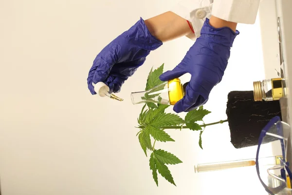 Laboratórium Orvosi Marihuána Kannabisz Olaj Növényi — Stock Fotó