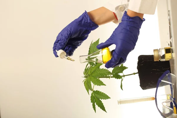 Planta Laboratorio Aceite Medicinal Marihuana — Foto de Stock