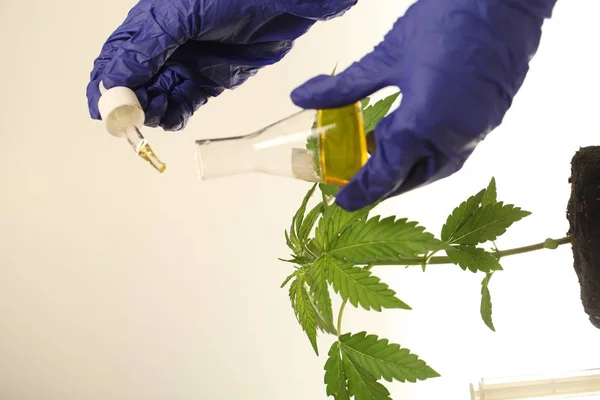 Pflanze Labor Medizinisches Cannabisöl — Stockfoto
