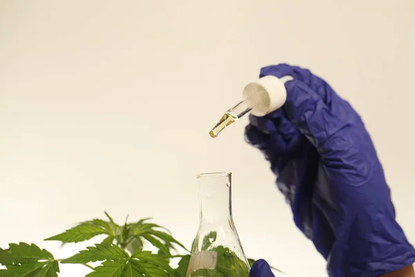 Plante Laboratoire Marijuana Médicale Huile Cannabis — Photo