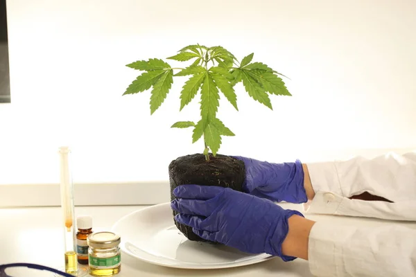 Plant Laboratorium Medische Marihuana Cannabisolie — Stockfoto