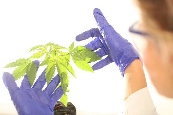 Plantera Laboratoriet Medicinsk Marijuana Cannabis Olja — Stockfoto