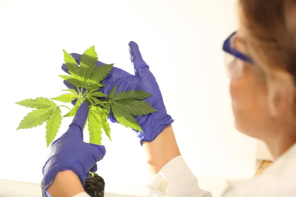 Planta Laboratório Óleo Maconha Medicinal — Fotografia de Stock