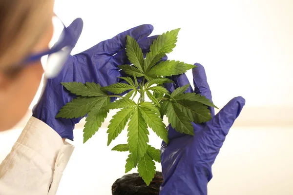 Plant Laboratory Medical Marijuana Cannabis Oil — Stock Photo, Image
