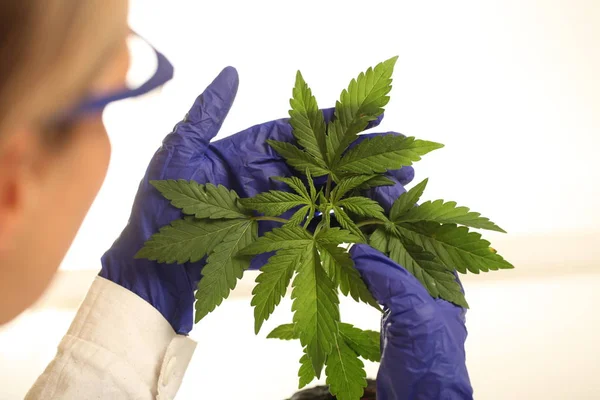 Plant Laboratory Medical Marijuana Cannabis Oil — Stock Photo, Image