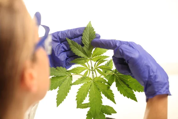 Plantera Laboratoriet Medicinsk Marijuana Cannabis Olja — Stockfoto