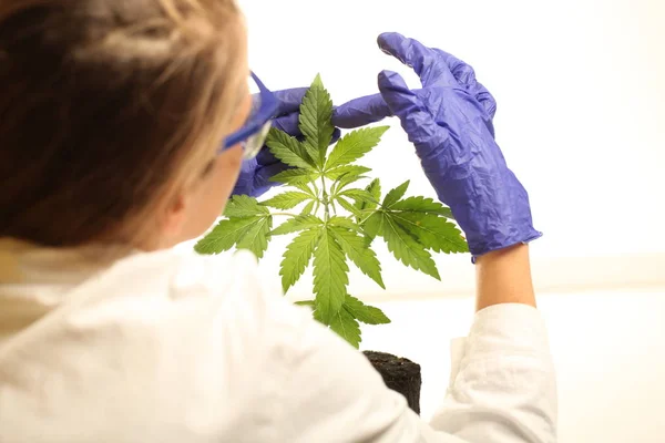 Planta Laboratório Óleo Maconha Medicinal — Fotografia de Stock