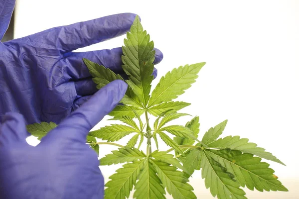 Plantera Laboratoriet Medicinsk Marijuana Cannabis Olja — Stockfoto