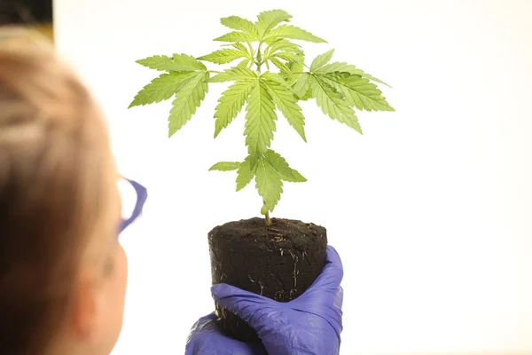 Planta Laboratorio Aceite Medicinal Marihuana — Foto de Stock