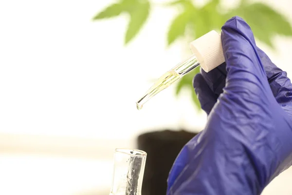 Plant Laboratory Medical Marijuana Cannabis Oil — Stock Photo, Image