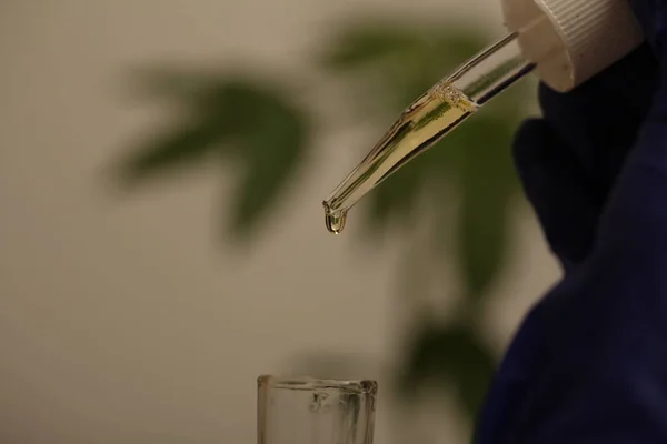 Laboratuvar Tıbbi Esrar Esrar Yağda Bitki — Stok fotoğraf