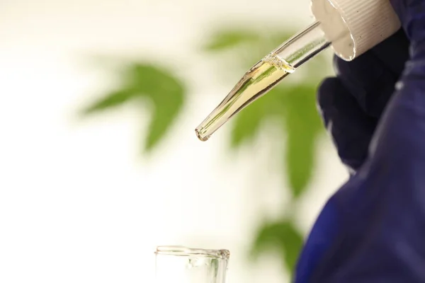 Plant Laboratory Medical Marijuana Cannabis Oil — Stock Photo, Image