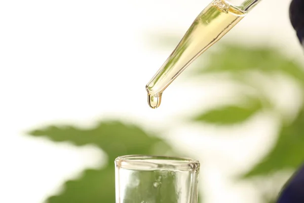 Plant Laboratory Medical Marijuana Cannabis Oil — Stock Photo, Image