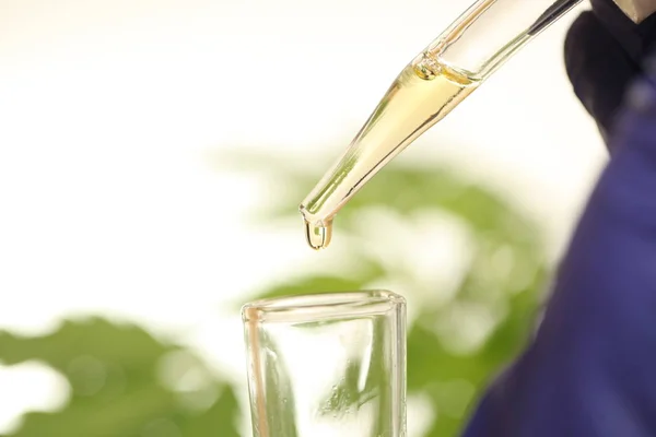 Plant Laboratory Medical Marijuana Cannabis Oil — Stock Photo, Image