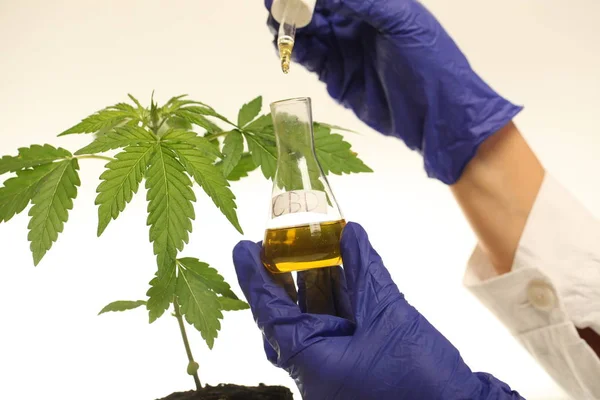 CBD olej proti oparům