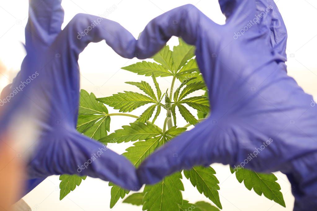 Plant in laboratory medical marijuana cannabis oil