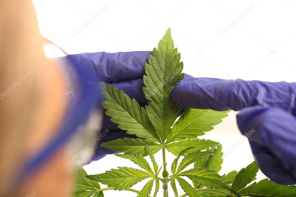 Plant in laboratory medical marijuana cannabis oil