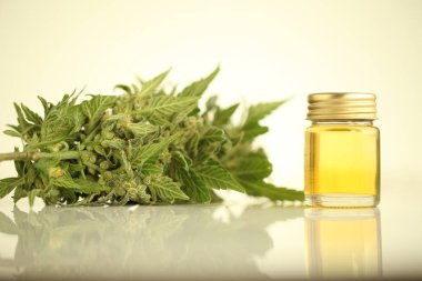 marihuana tıbbi esrar petrol cbd