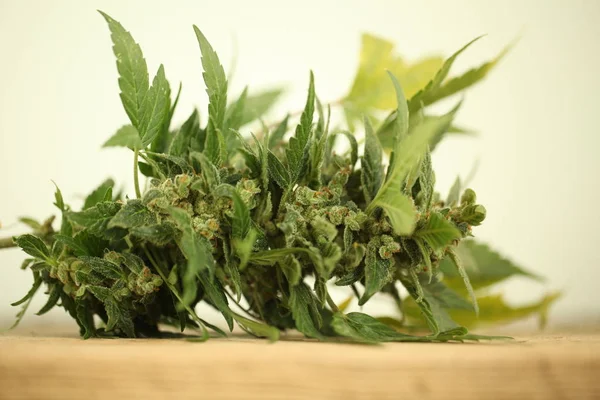 Marijuana Olio Cannabis Medica Cbd — Foto Stock
