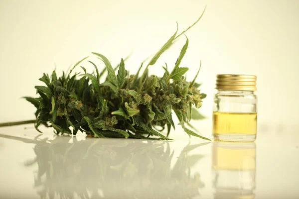 Maconha Óleo Cannabis Medicinal Cbd — Fotografia de Stock