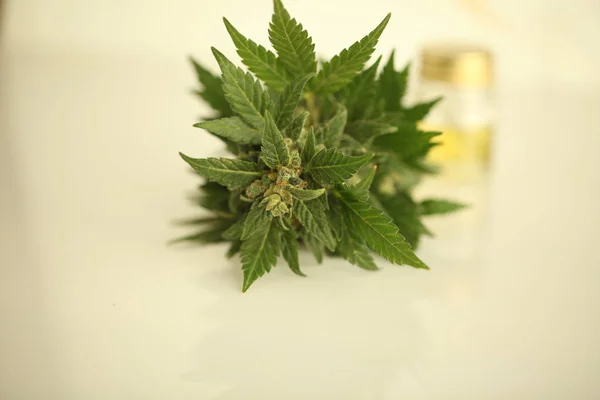 Marijuana Olio Cannabis Medica Cbd — Foto Stock