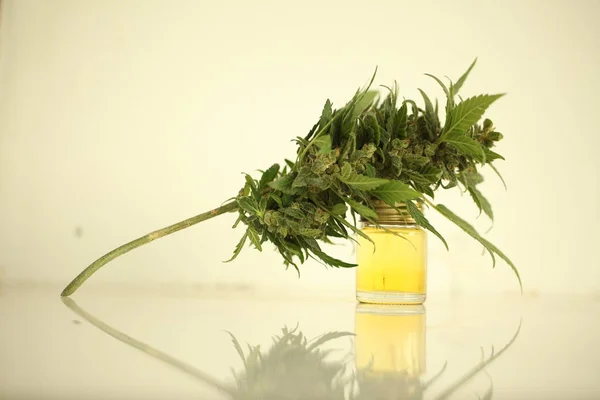 Marijuana Olio Cannabis Medica Cbd — Foto Stock