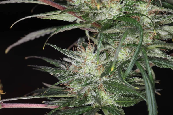 Marijuana Blomma Blommar Medicinsk Cannabis Anläggningen — Stockfoto