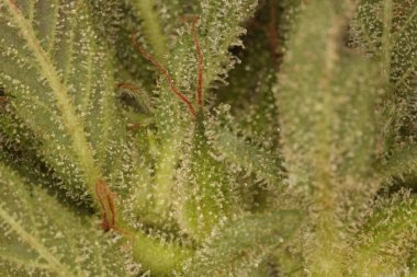 marihuana tıbbi rekreasyon kenevir yağı cbd