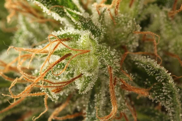Marihuana Medizinische Erholung Cannabisöl Cbd — Stockfoto