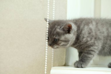 tüylü şirin gri kedicik 