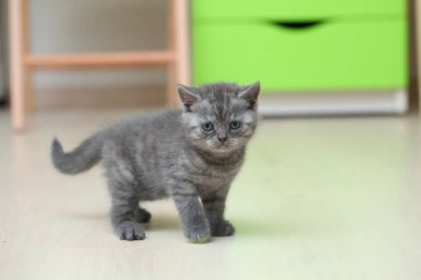 tüylü şirin gri kedicik 