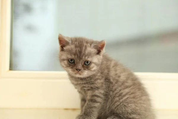 Načechraný Kotě Šedé — Stock fotografie