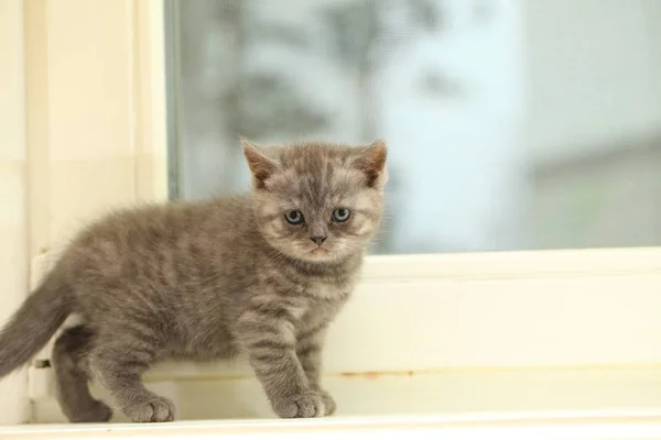 Fofo Bonito Cinza Gatinho — Fotografia de Stock