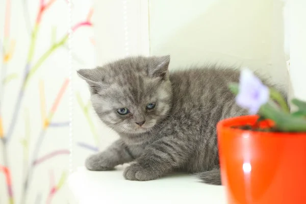 ふわふわかわいいグレーの子猫 — ストック写真