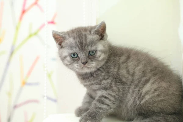 Puszysty Słodkie Kitten Szary — Zdjęcie stockowe