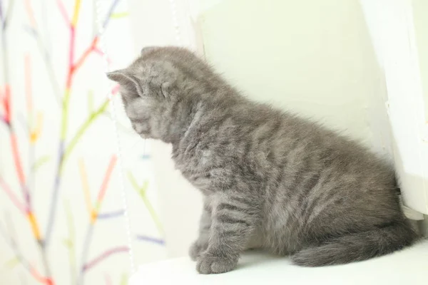 ふわふわかわいいグレーの子猫 — ストック写真