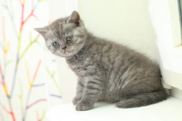 Fluffy Cute Gray Kitten — Stock Photo, Image